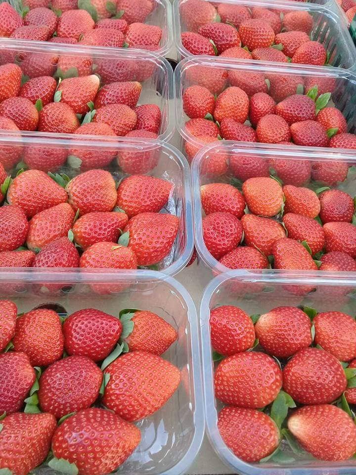 Aton Green Egypt Fresh Fruits & Vegetables